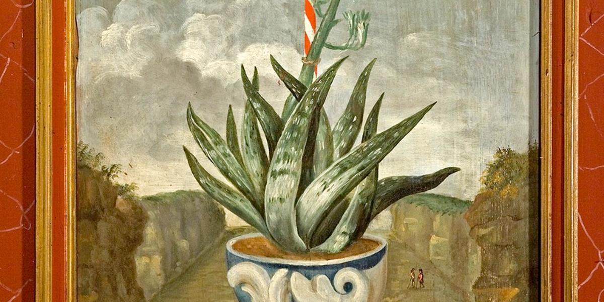 Historische Darstellung einer Aloe im Rittersaal