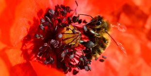 Schloss und Schlossgarten Weikersheim, Biene sammelt Pollen und Nektar