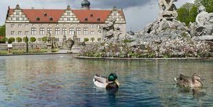 Im Herkulesbrunnen im Garten von Schloss Weikersheim schwimmen die Enten gerne herum