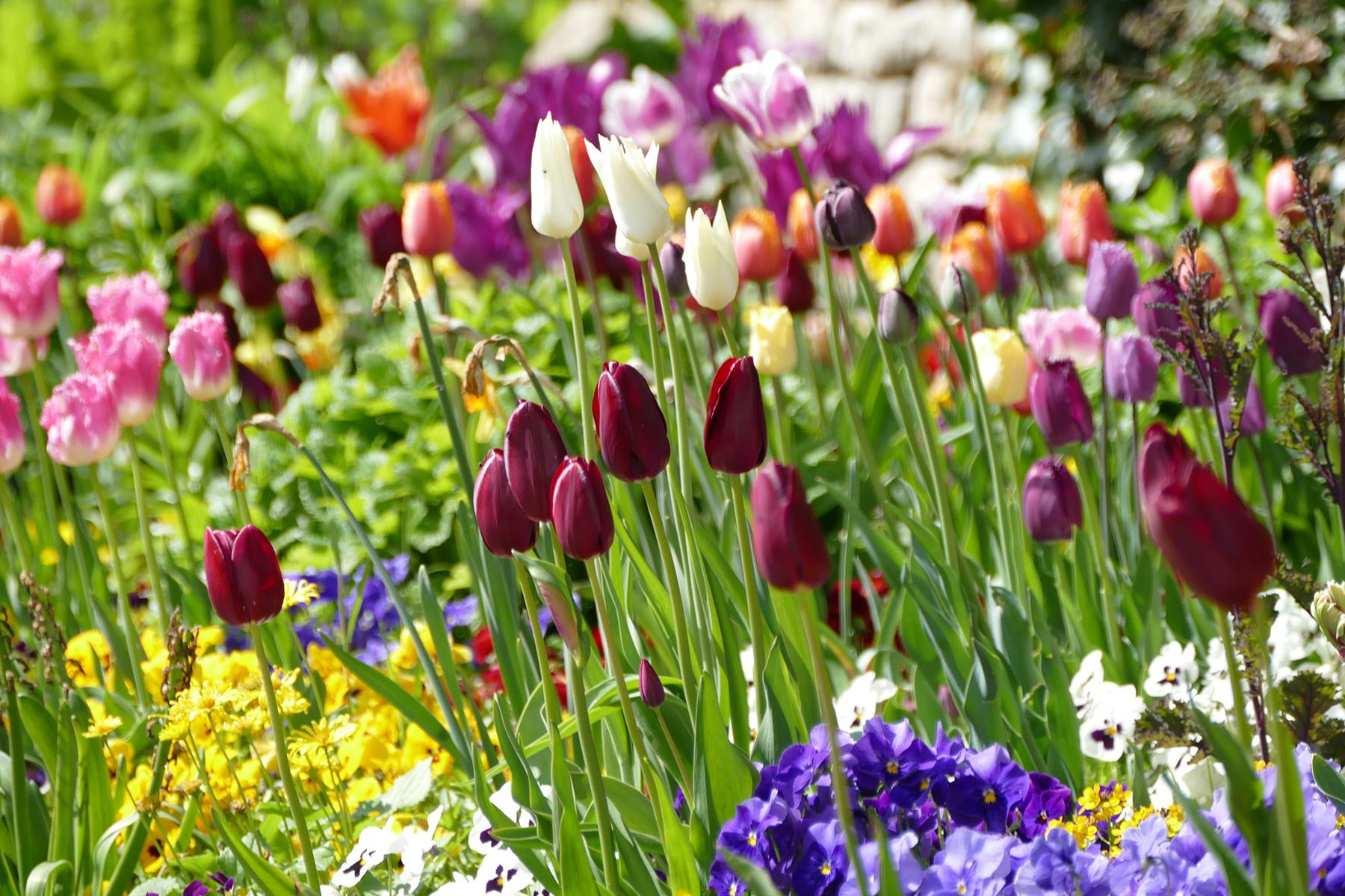 Schloss und Schlossgarten Weikersheim, Tulpen