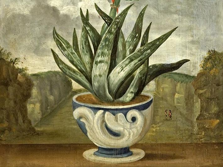 Foto: Landesmedienzentrum Baden-Württemberg, Arnim Weischer Schloss und Schlossgarten Weikersheim, Aloe