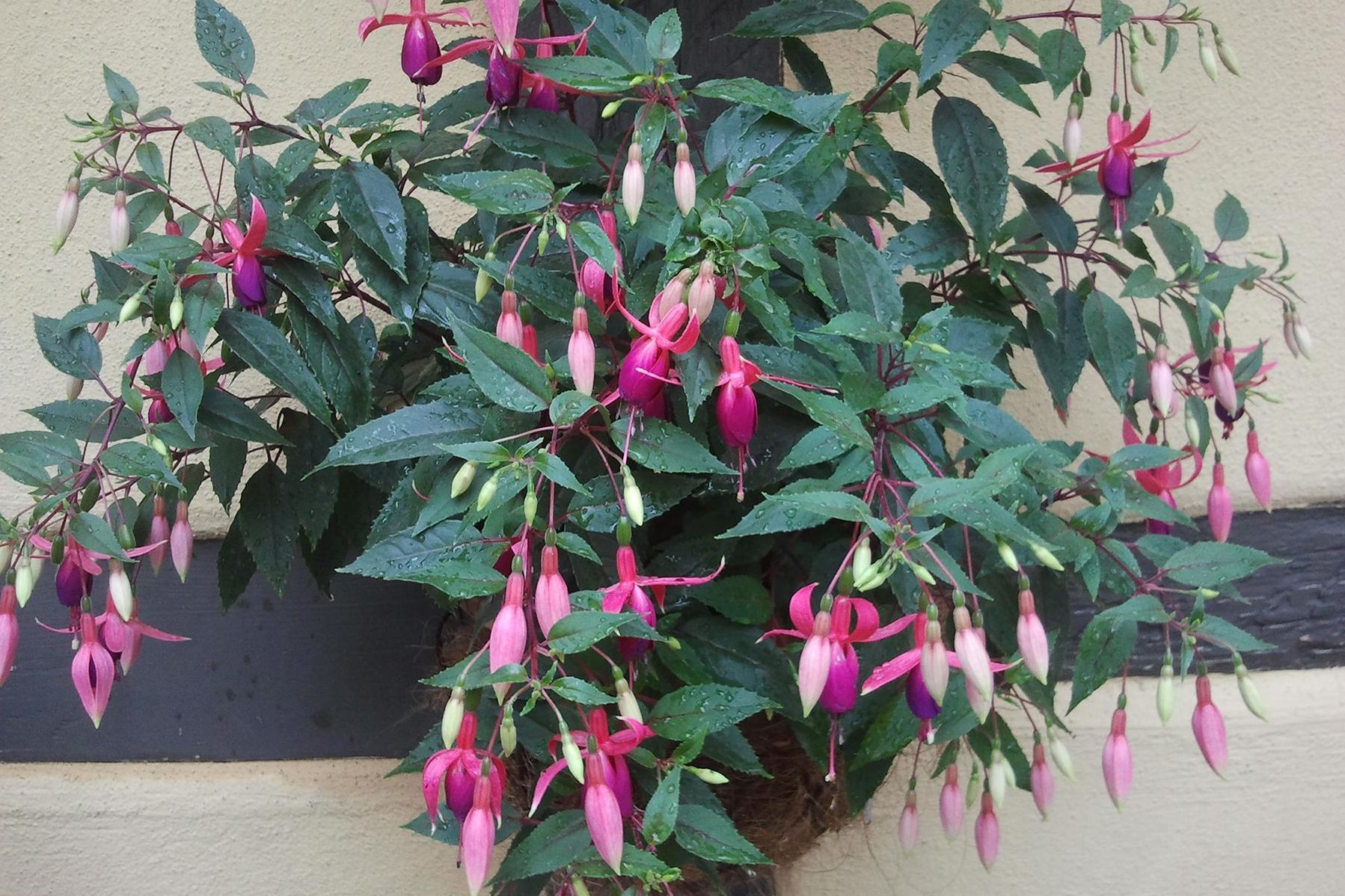 Schloss Weikersheim, Kastellangarten, Fuchsien-Präsentation