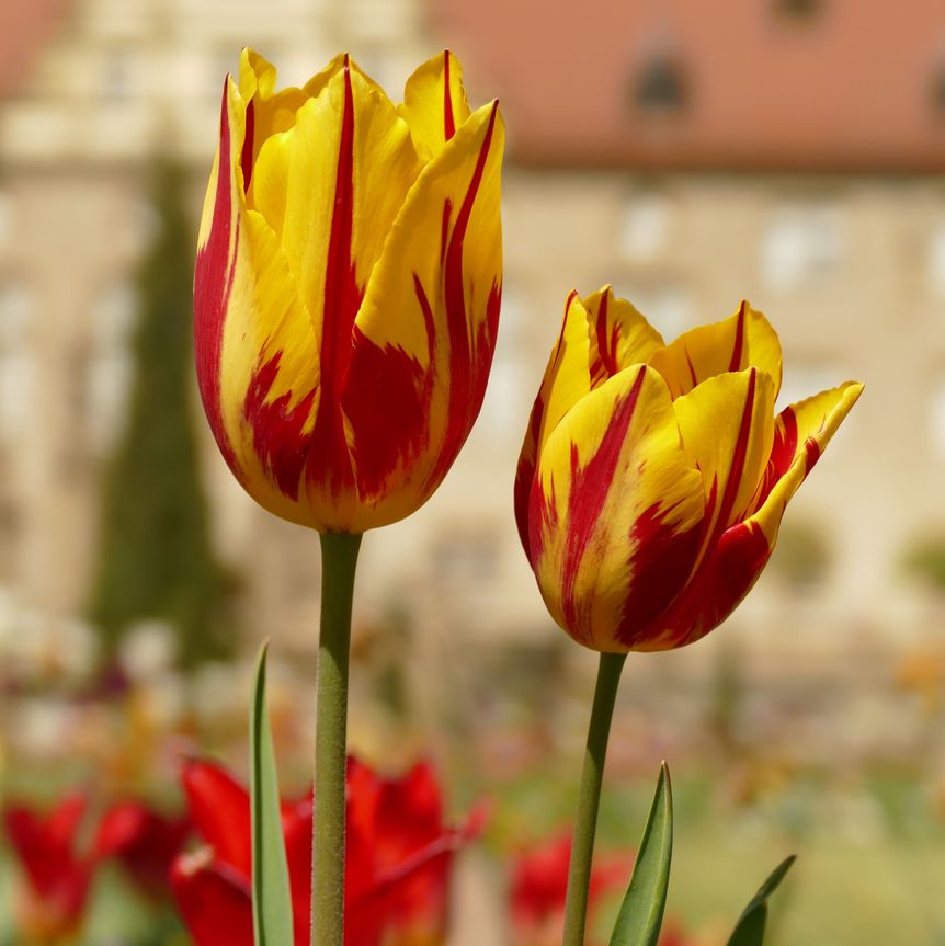 Schloss und Schlossgarten Weikersheim, Garten, Frühling, Tulpen
