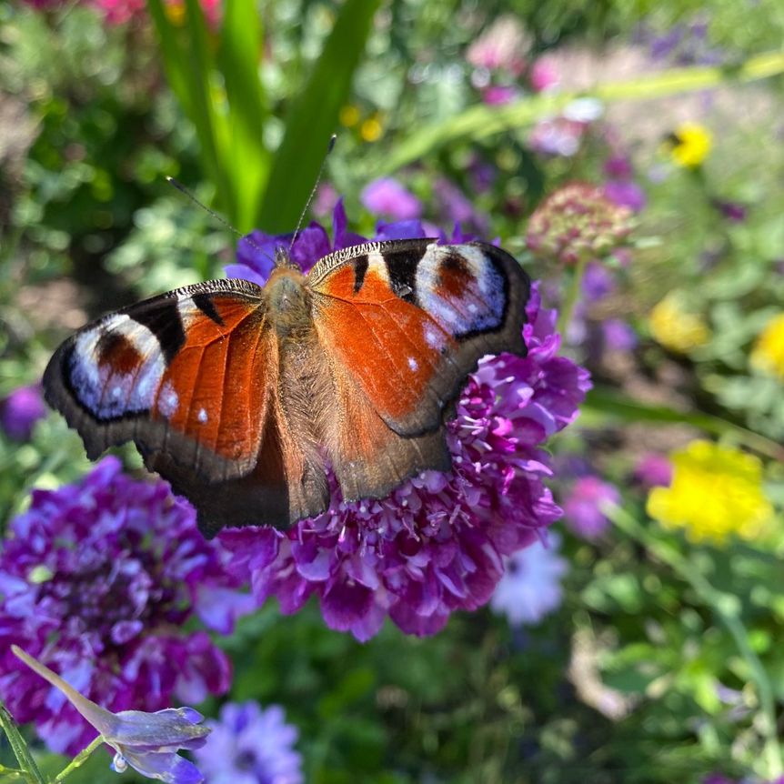 Schloss und Schlossgarten Weikersheim, Event, Seminar Ökologisches Gärtnern