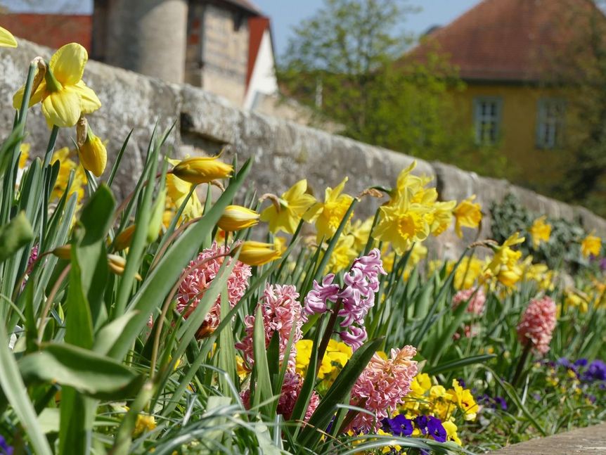 Schlossgarten Weikersheim, Frühlingsblumen