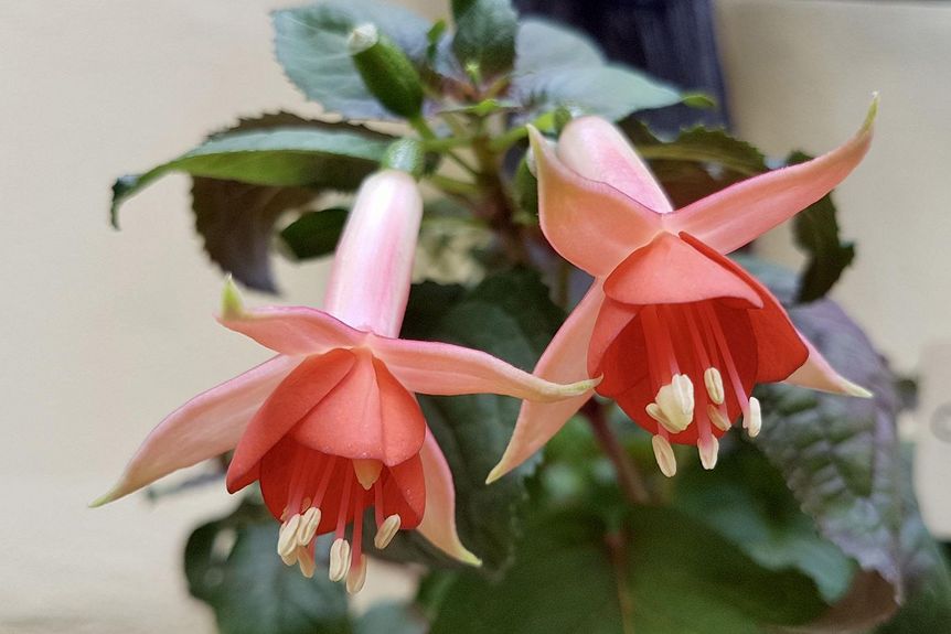 Schlossgarten Weikersheim, Fuchsie