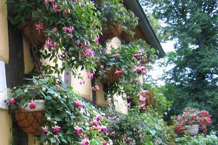 Schloss und Schlossgarten Weikersheim, Event, Fuchsienschau