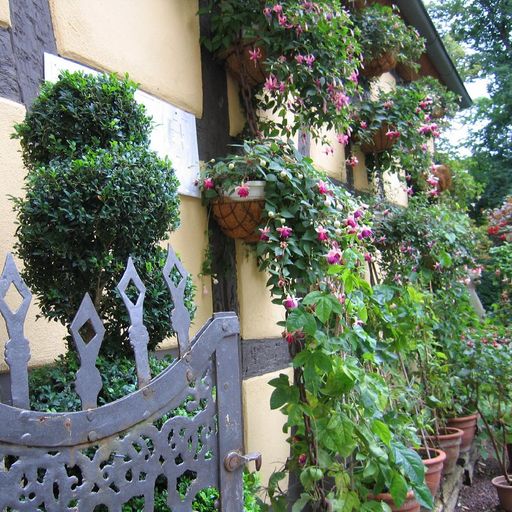 Schloss und Schlossgarten Weikersheim, Event, Fuchsienschau