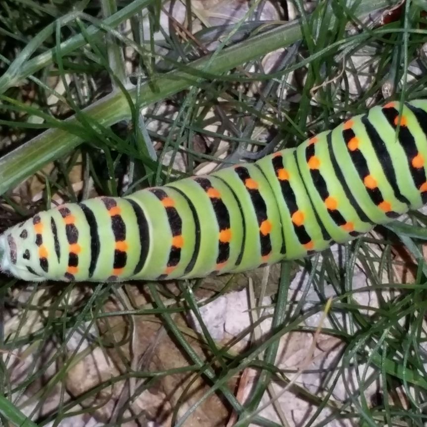 Schloss und Schlossgarten Weikersheim, Event, Seminar Ökologisches gärtnern