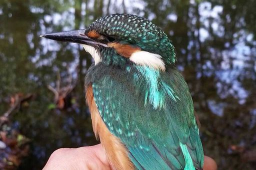 Der gerettete Eisvogel aus dem Garten von Schloss Weikersheim