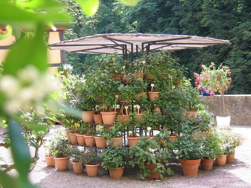 Schloss und Schlossgarten Weikersheim, Event, Fuchsienschau