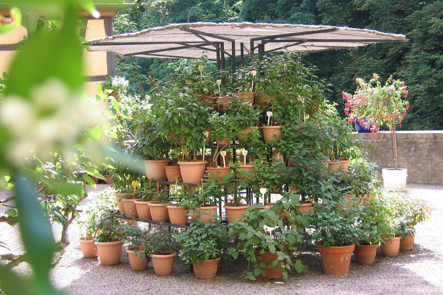 Schloss und Schlossgarten Weikersheim, Event, Fuchsienschau