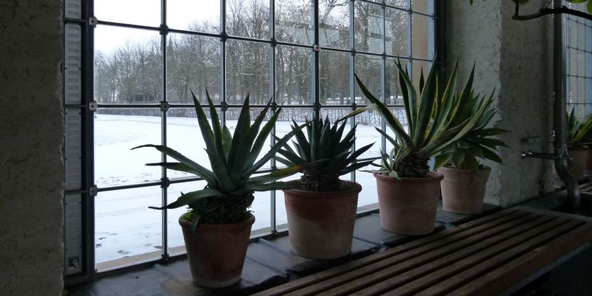 Schloss und Schlossgarten Weikersheim, Innen, Pflanzen in der Orangerie im Winter