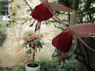 Schloss und Schlossgarten Weikersheim, Event, Fuchsienschau
