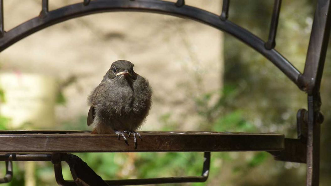 Tierwelt von Schloss Weikersheim