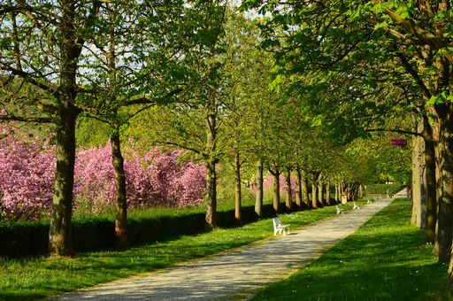 Allee am Obstgarten von Schloss Weikersheim