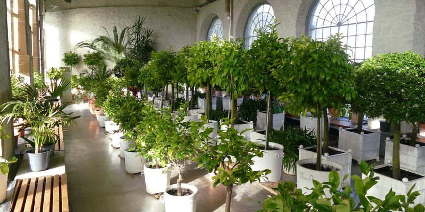 Schloss und Schlossgarten Weikersheim, Ausstellung, Pomeranzenschau