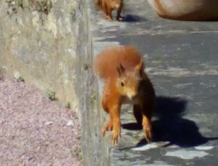 Facettenreiche Tierwelt im Weikersheimer Schlossgarten