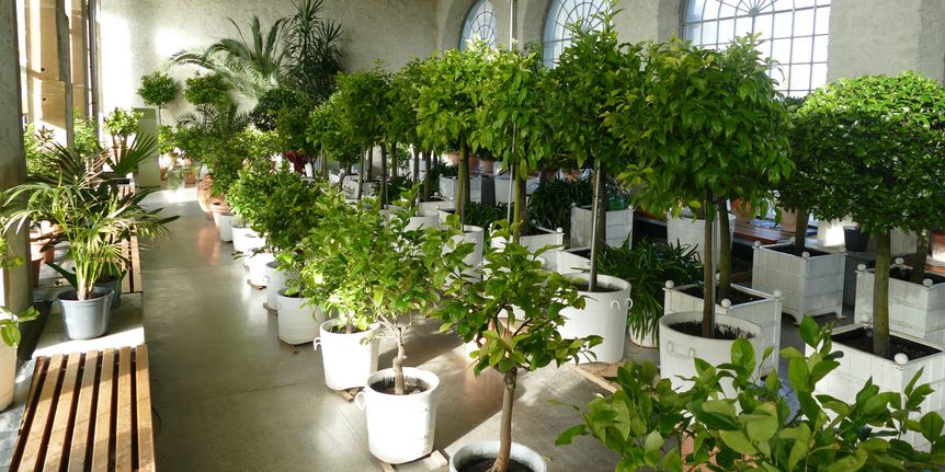 Schloss und Schlossgarten Weikersheim, Innen, Pomeranzenschau