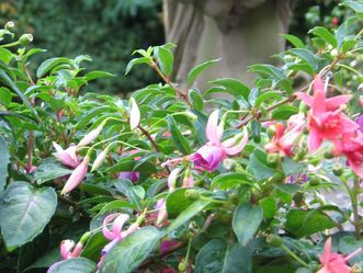 Schloss und Schlossgarten Weikersheim, Event, Fuchsienschau