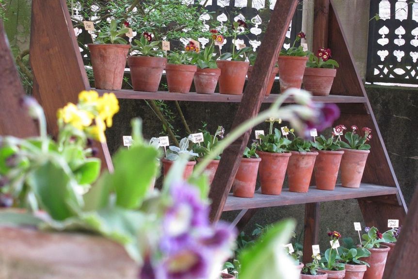 Schloss und Schlossgarten Weikersheim, Aurikeltheater