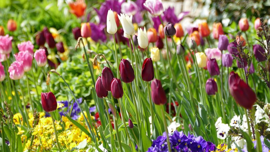 Schloss und Schlossgarten Weikersheim, Tulpen