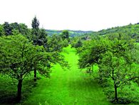 45 weikersheim raeume am obstgarten Schloss und Schlossgarten Weikersheim: Obstgarten. Obstbaumwiese von oben