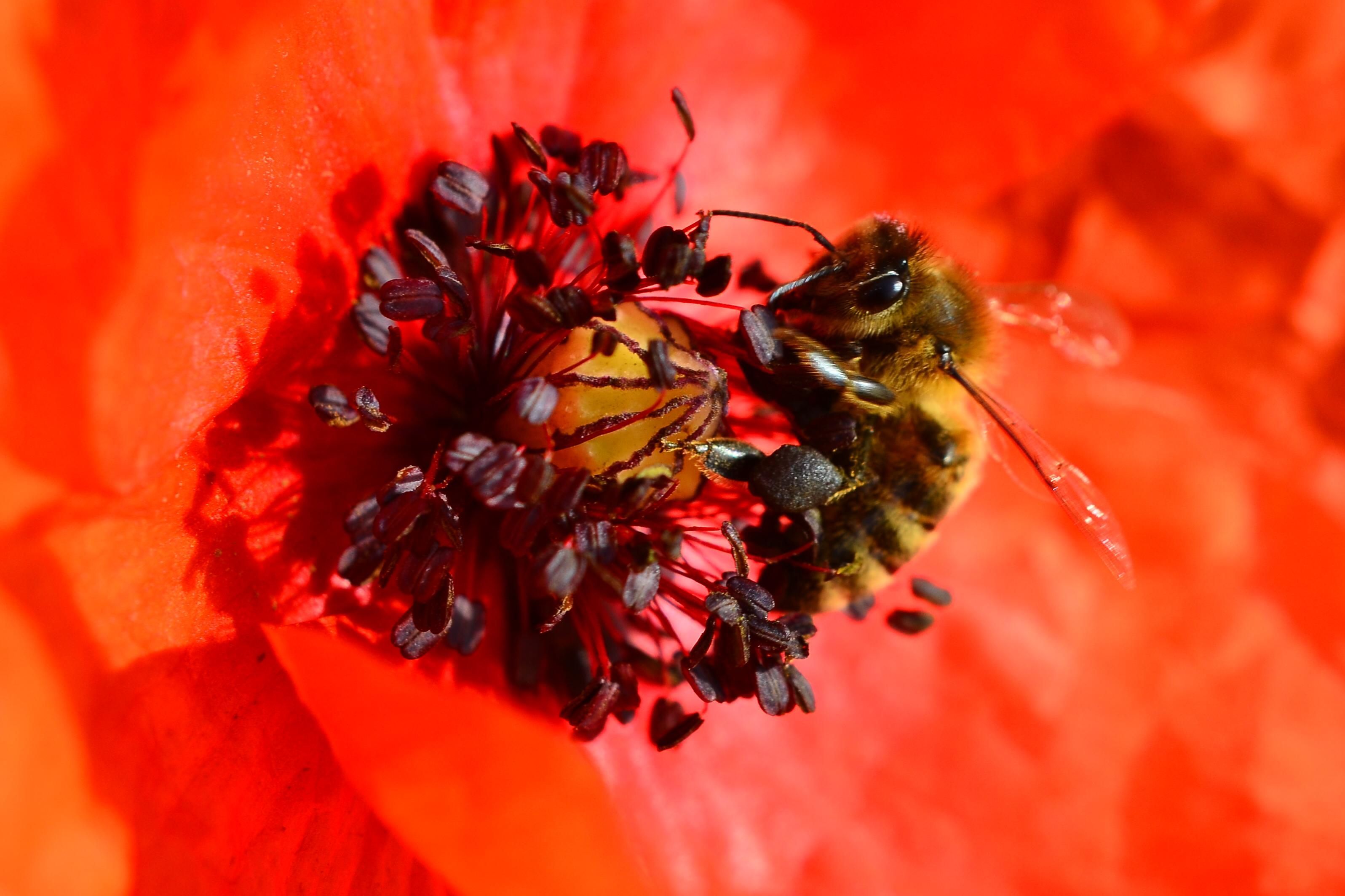 Schloss und Schlossgarten Weikersheim, Biene sammelt Pollen und Nektar