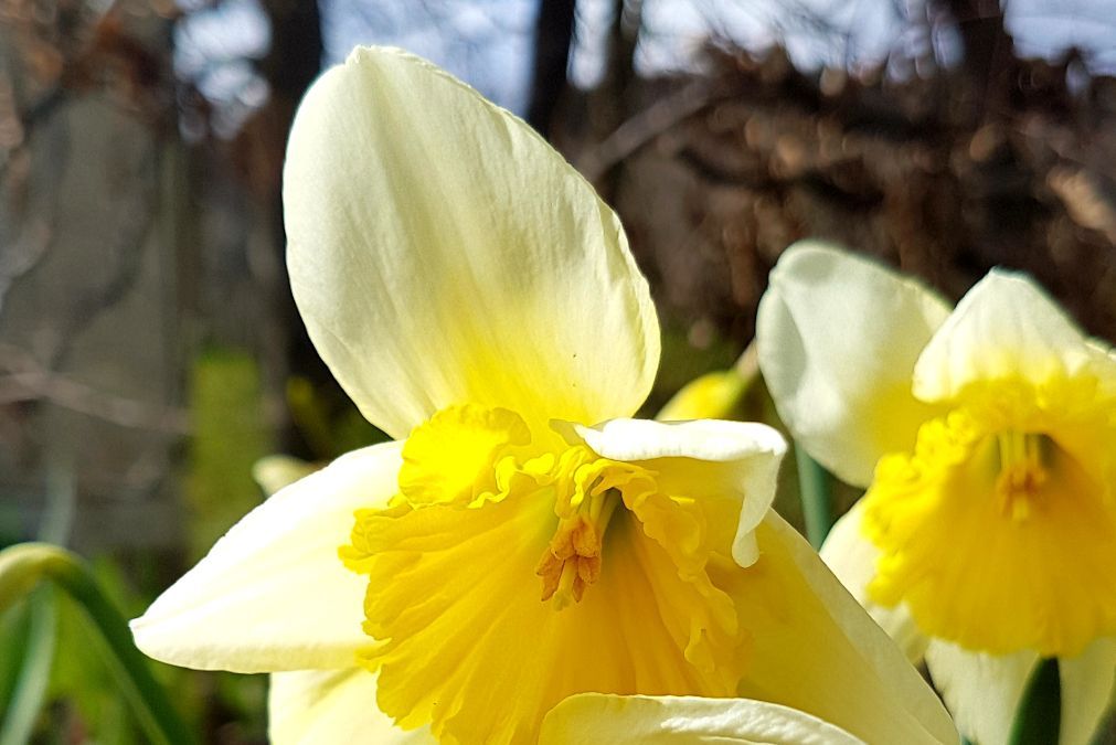 Schloss und Schlossgarten Weikersheim, Außen, Garten im Frühjahr