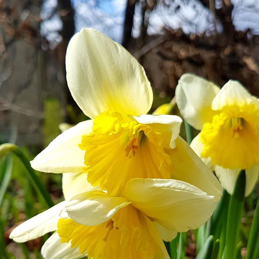 Schloss und Schlossgarten Weikersheim, Außen, Garten im Frühjahr