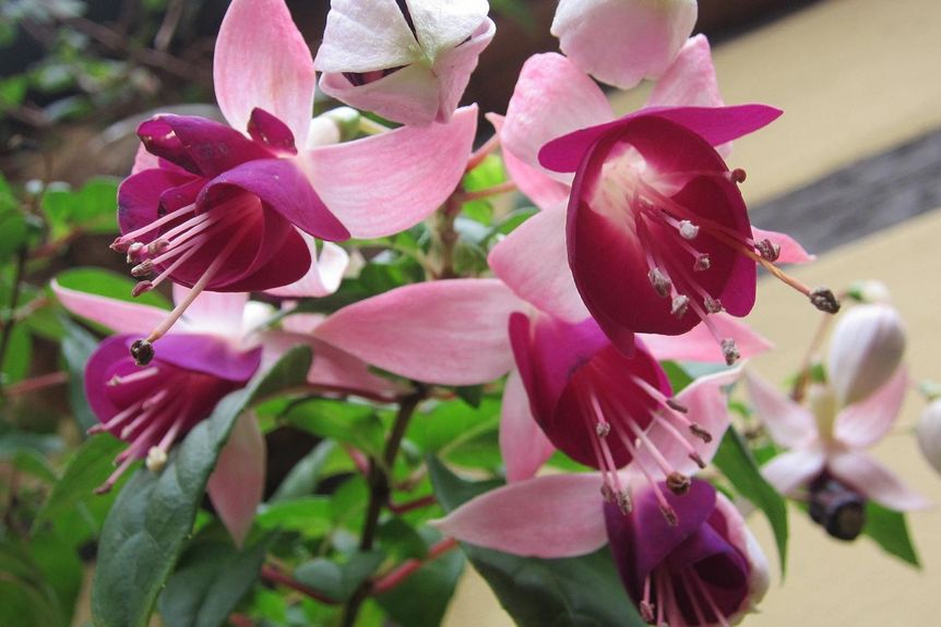 Schloss und Schlossgarten Weikersheim, Fuchsien im Kastellangarten