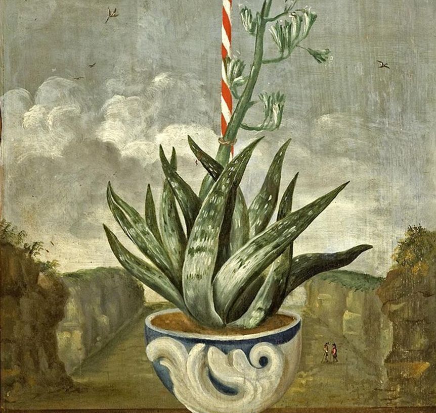 Agave, Lambrisbild im Rittersaal, Schloss Weikersheim