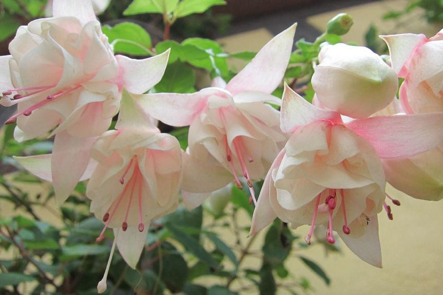 Schloss und Schlossgarten Weikersheim, Event, Fuchsienschau