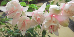 Schloss und Schlossgarten Weikersheim, Event, Fuchsienschau