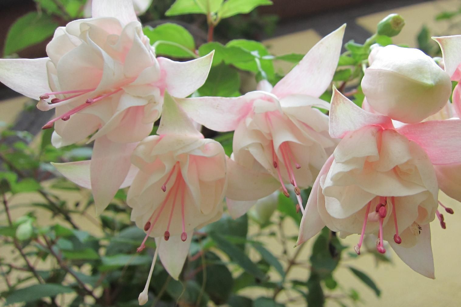 Schloss und Schlossgarten Weikersheim, Event, Fuchsienschau