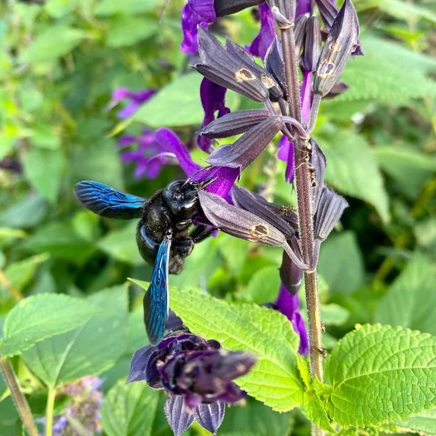 Schloss und Schlossgarten Weikersheim, Event, Seminar Ökologisches Gärtnern