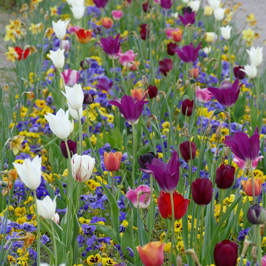 Schloss und Schlossgarten Weikersheim, Garten, Frühling, Tulpen