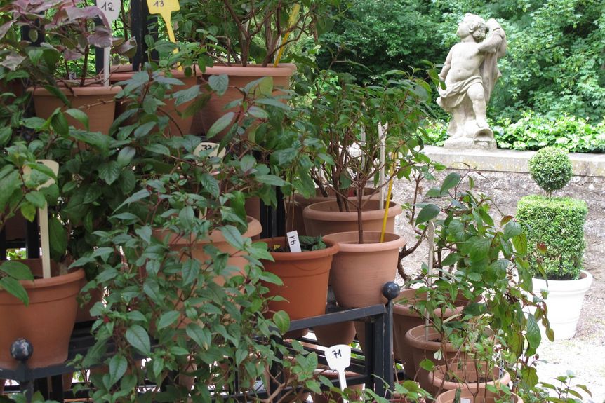 Schloss und Schlossgarten Weikersheim, Event, Fuchsienschau