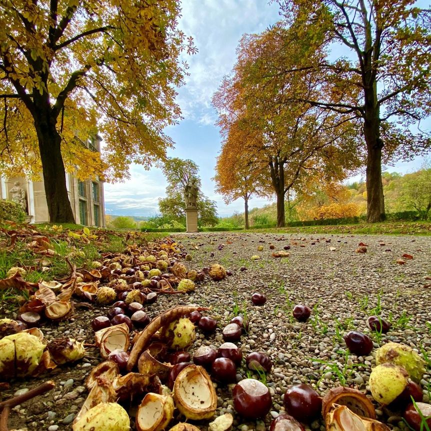 Schloss und Schlossgarten Weikersheim, Garten, Allee