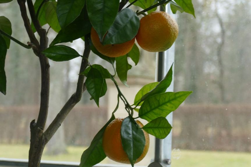 Schloss und Schlossgarten Weikersheim, Innen, Pflanzen in der Orangerie im Winter