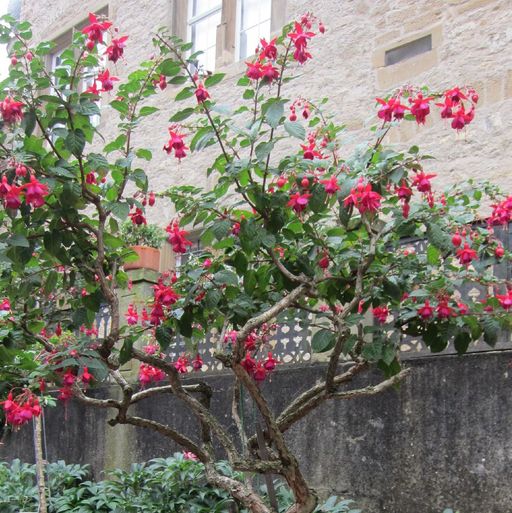 Schloss und Schlossgarten Weikersheim, Event, Fuchsienschau