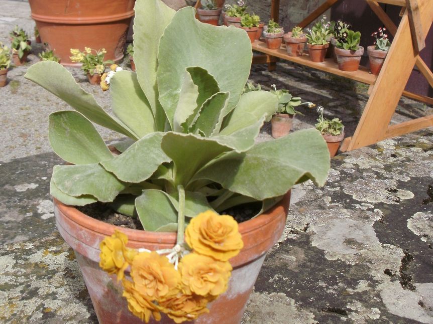 Schloss und Schlossgarten Weikersheim, Aurikel