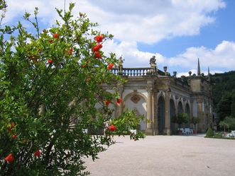 Schloss und Schlossgarten Weikersheim, Granatapfelbaum im Orangeriegarten