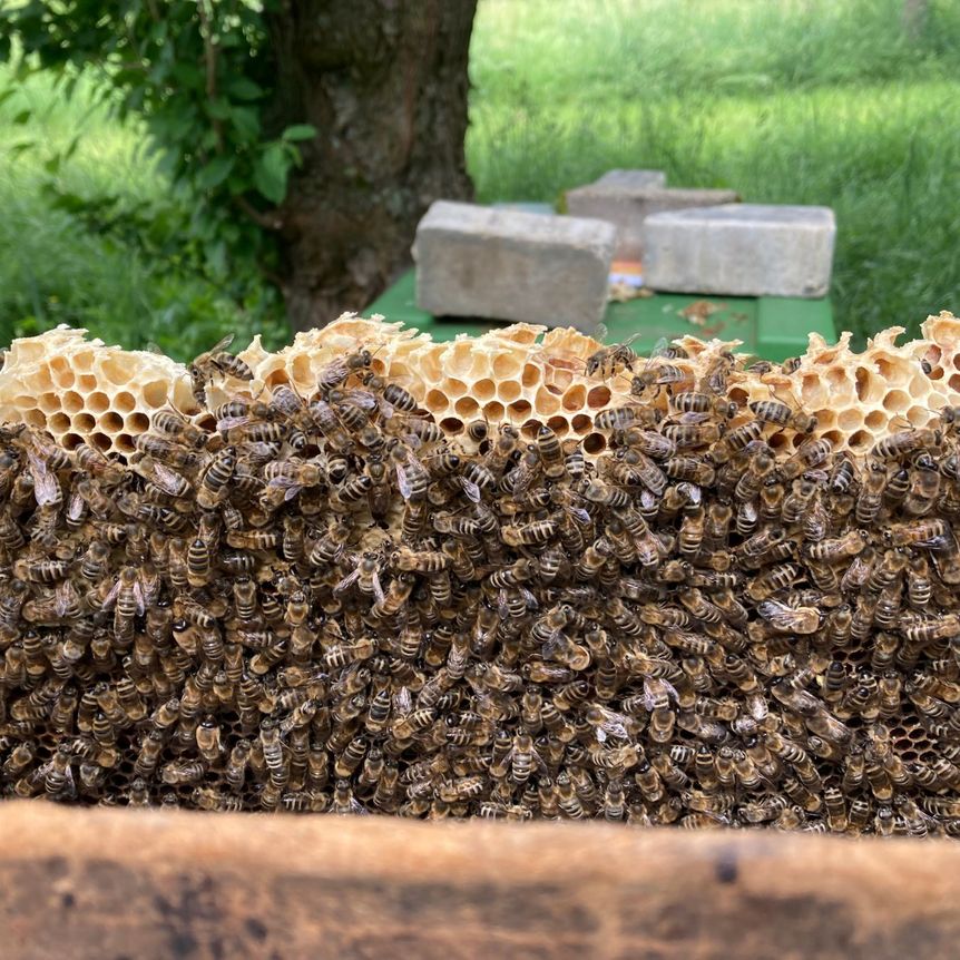 Schloss und Schlossgarten Weikersheim, Event, Tag der Bienen, Obstgarten