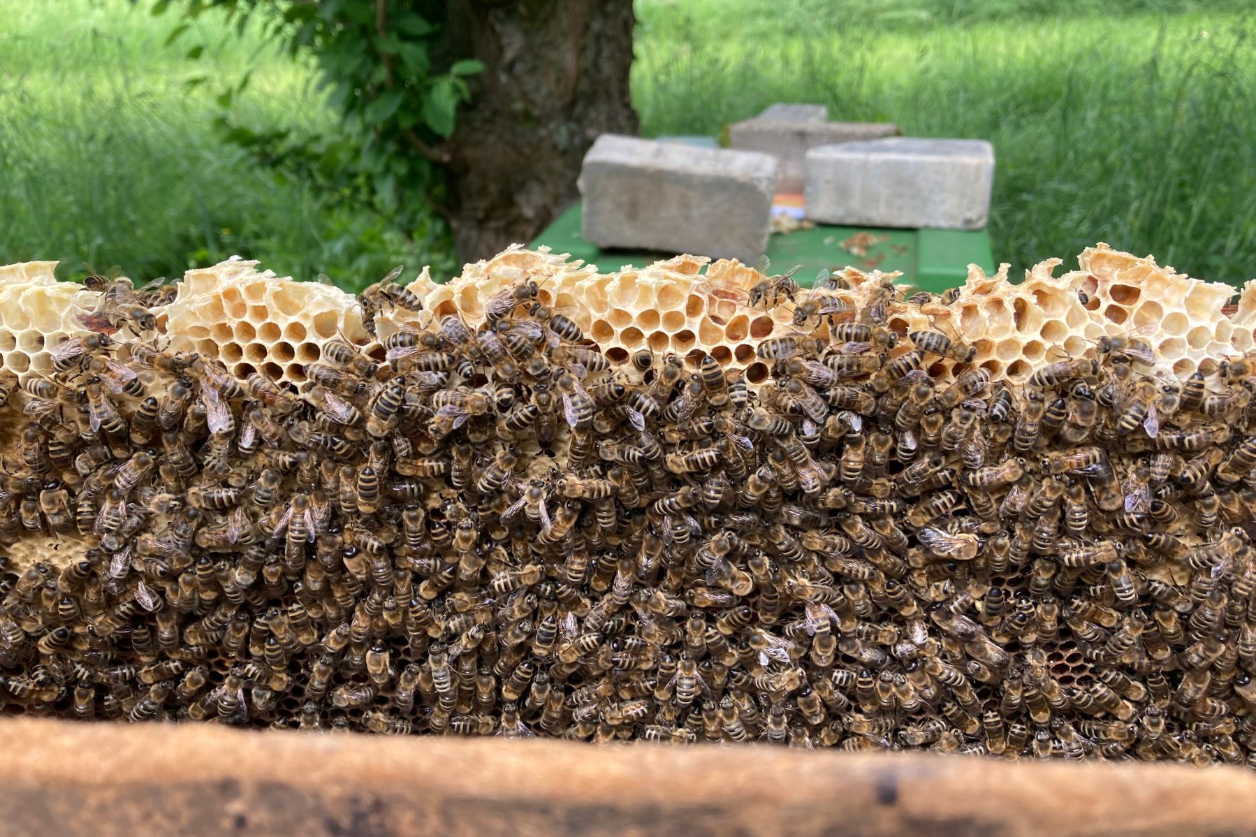 Schloss und Schlossgarten Weikersheim, Event, Tag der Bienen, Obstgarten