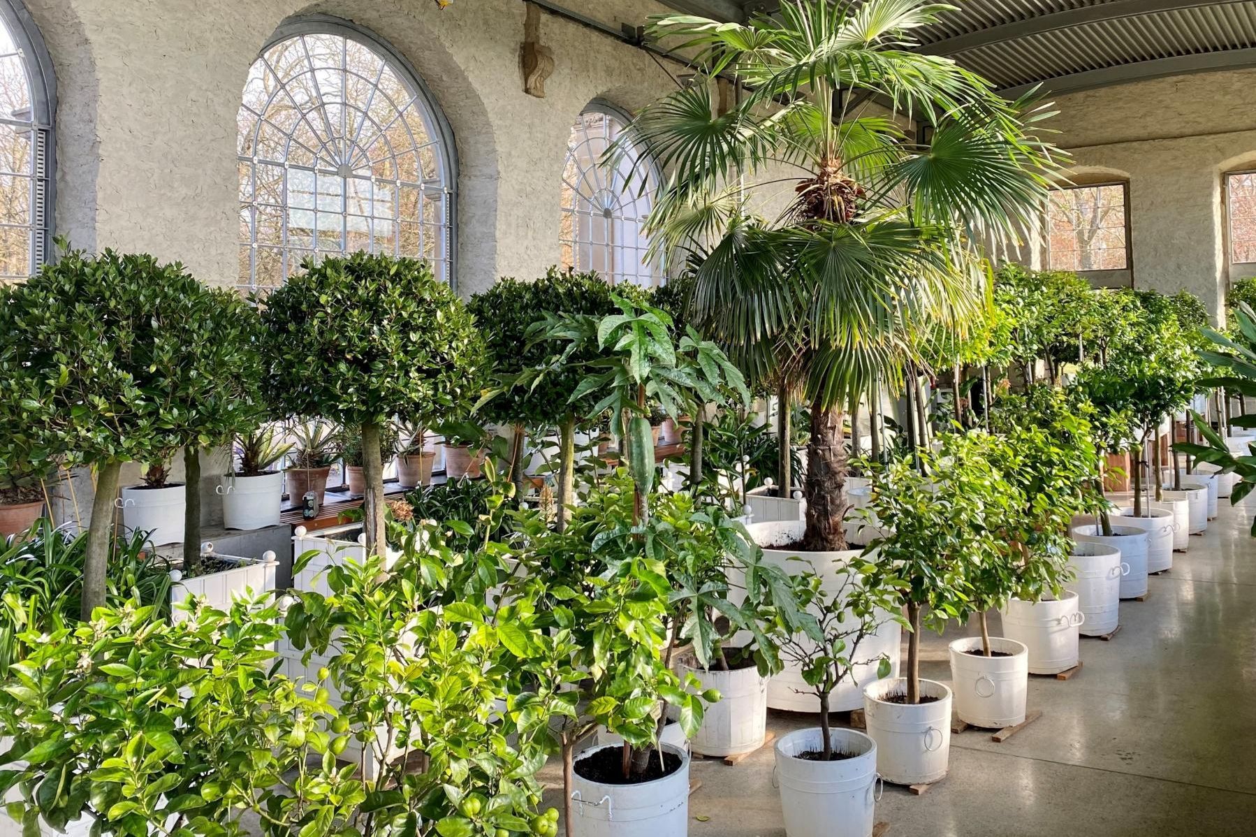 Schloss und Schlossgarten Weikersheim, Ausstellung, Pomeranzenschau