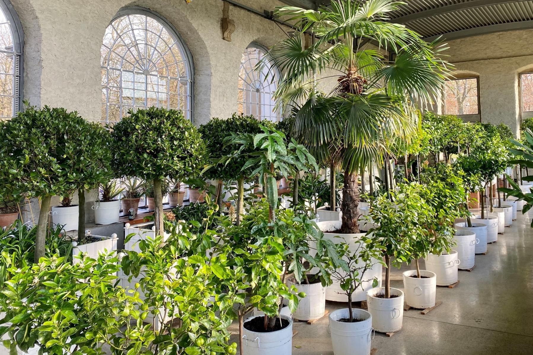 Schloss und Schlossgarten Weikersheim, Ausstellung, Pomeranzenschau