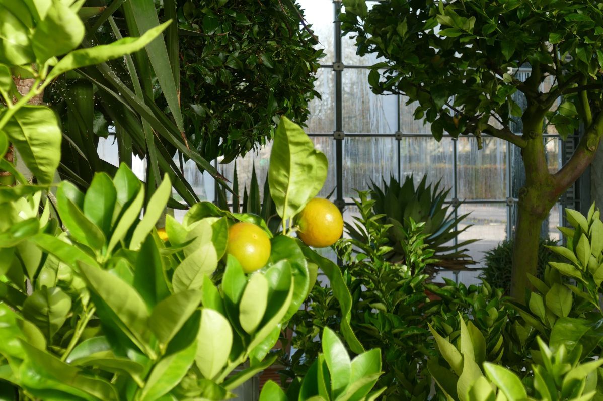 Schloss und Schlossgarten Weikersheim, Detail, Pomeranzen in der Orangerie