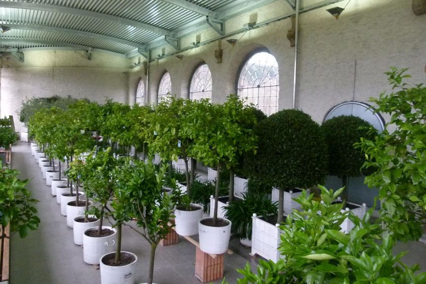 Schloss und Schlossgarten Weikersheim, Ausstellung, Pomeranzenschau