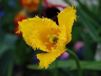 Die Wilde Tulpe im Schlossgarten Weikersheim blüht von April bis September. 